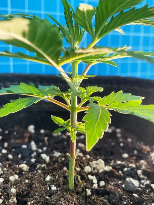 Lone Hyperion F1. Week 3 - Day 28