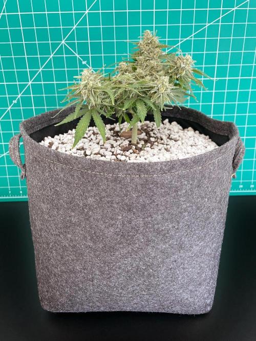 Medusa F1 #2: Direct in Final Fabric Pot. Week 9 - Day 71