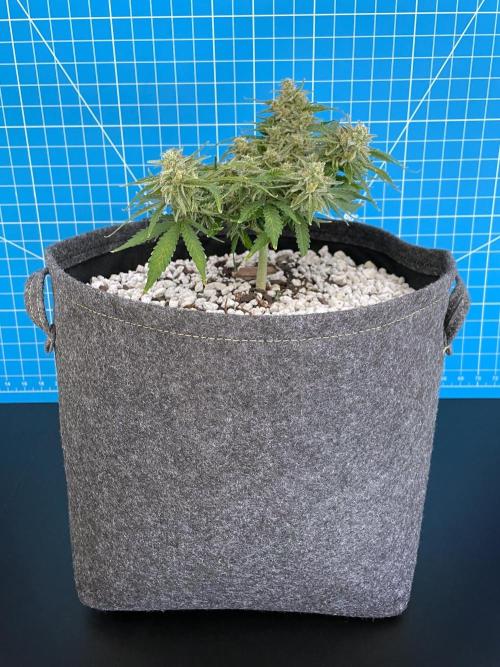 Medusa F1 #2: Direct in Final Fabric Pot. Week 9 - Day 71