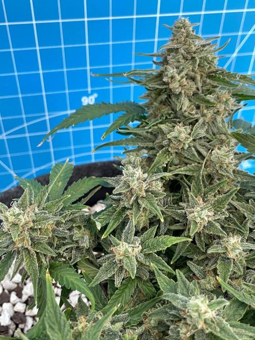 Medusa F1 #2: Direct in Final Fabric Pot. Week 9 - Day 71