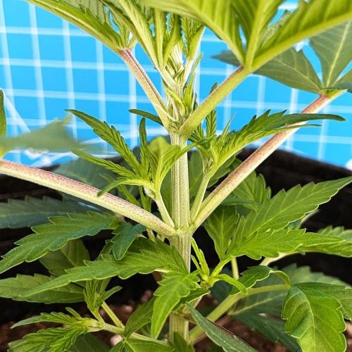 Lone Hyperion F1. Week 4 - Day 33 (before topping)