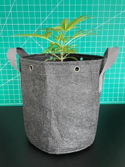 Lone Hyperion F1. Week 4 - Day 35