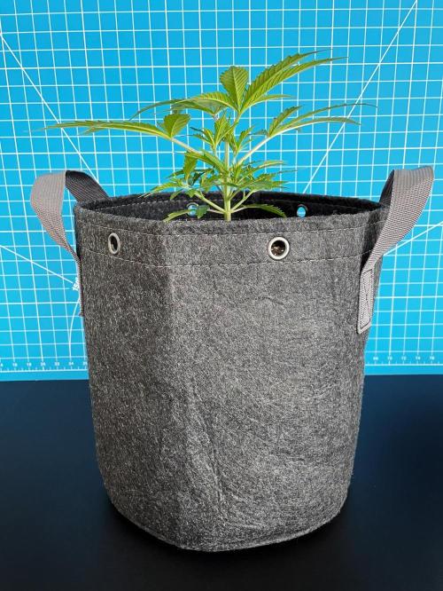 Lone Hyperion F1. Week 4 - Day 35