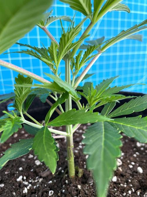 Lone Hyperion F1. Week 4 - Day 35