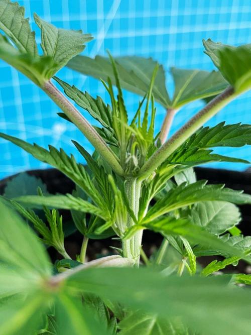 Lone Hyperion F1. Week 4 - Day 35