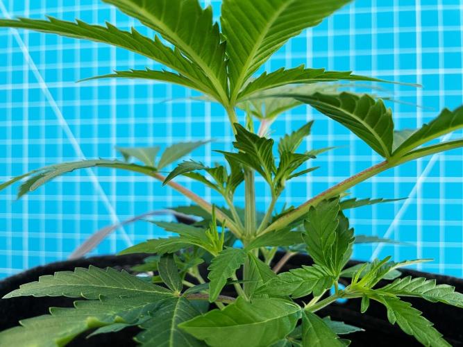 Lone Hyperion F1. Week 4 - Day 35