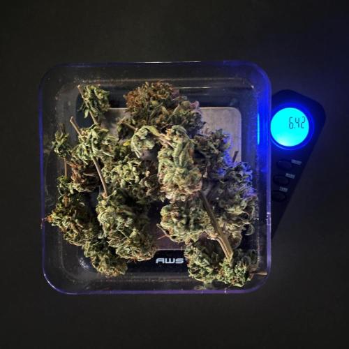 Atlas F1 One-to-One. Week 11