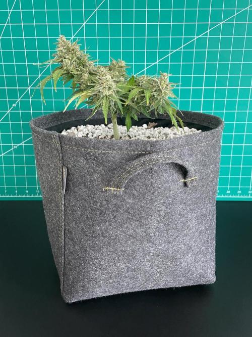 Medusa F1 #2: Direct in Final Fabric Pot. Week 10 - Day 78
