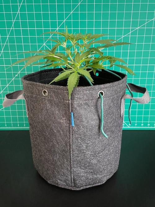 Lone Hyperion F1. Week 5 - Day 42