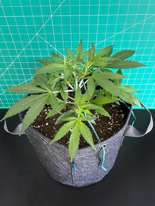 Lone Hyperion F1. Week 5 - Day 42