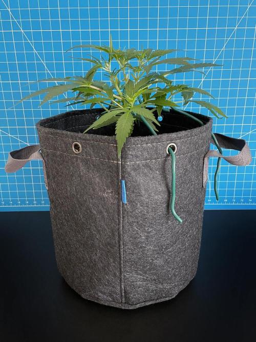 Lone Hyperion F1. Week 5 - Day 42