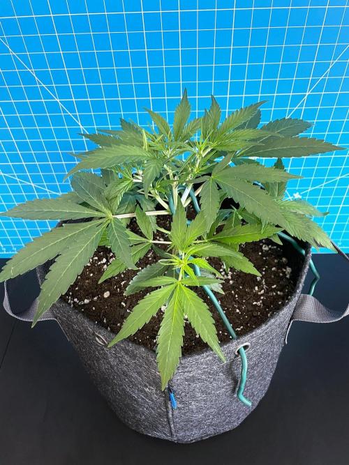 Lone Hyperion F1. Week 5 - Day 42