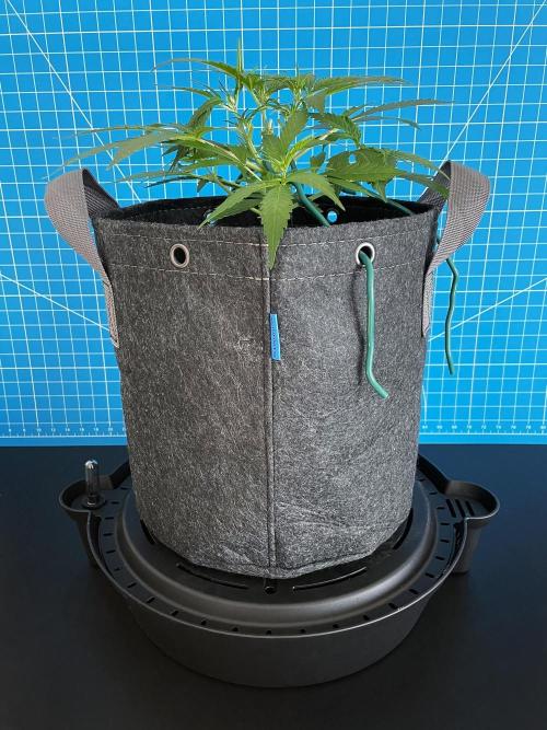 Lone Hyperion F1. Week 5 - Day 42