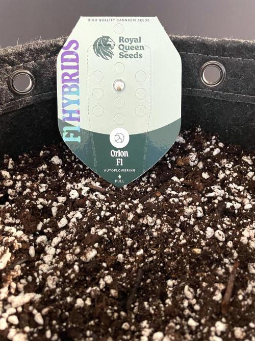 A Particular Orion F1. Week 0 - Orion F1 sown directly in 3-gallon fabric pot (Pro-Mix HP)