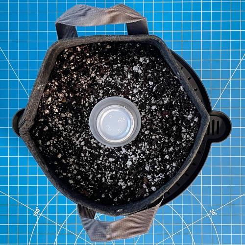 A Particular Orion F1. Week 0 - Orion F1 sown directly in 3-gallon fabric pot (Pro-Mix HP)