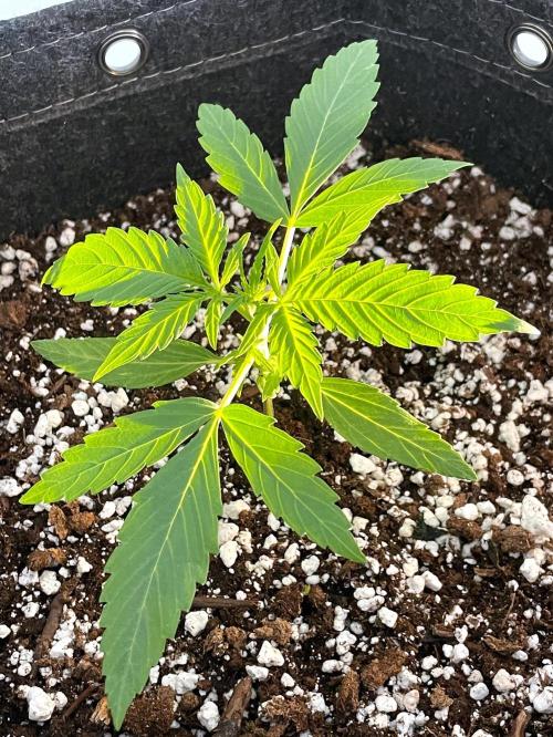 A Particular Orion F1. Week 1 - Day 14