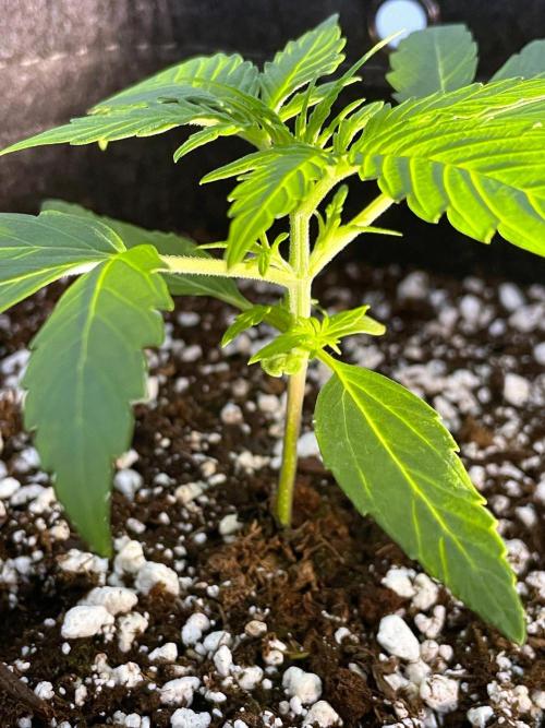 A Particular Orion F1. Week 1 - Day 14