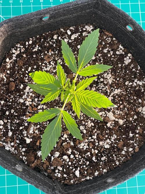 A Particular Orion F1. Week 1 - Day 14