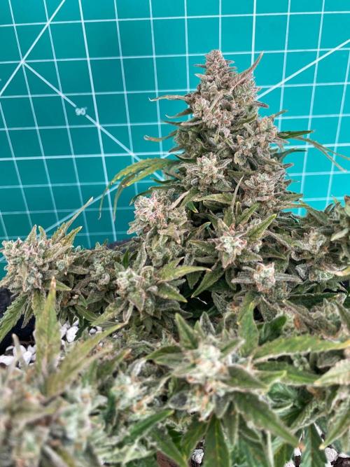 Medusa F1 #2: Direct in Final Fabric Pot. Week 11 - Day 85