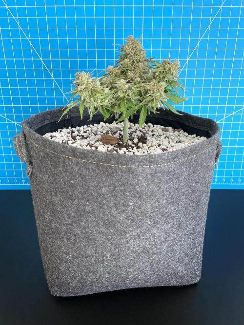 Medusa F1 #2: Direct in Final Fabric Pot. Week 11 - Day 85