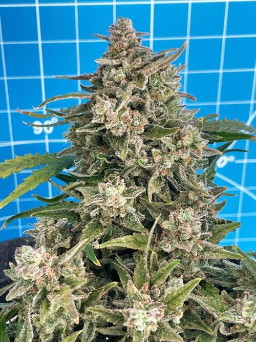 Medusa F1 #2: Direct in Final Fabric Pot. Week 11 - Day 85