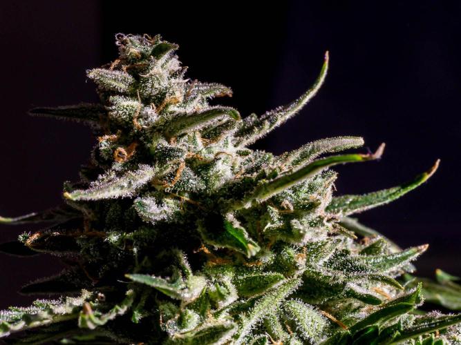 Medusa F1 #2: Direct in Final Fabric Pot. Week 11 - Close-up from a week or two earlier