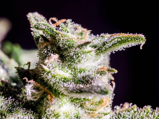 Medusa F1 #2: Direct in Final Fabric Pot. Week 11 - Close-up from a week or two earlier