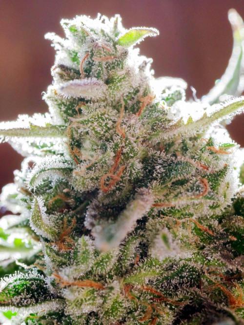 Medusa F1 #2: Direct in Final Fabric Pot. Week 11 - Close-up from a week or two earlier