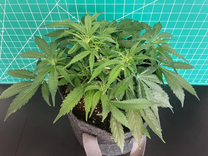 Lone Hyperion F1. Week 6 - Day 49