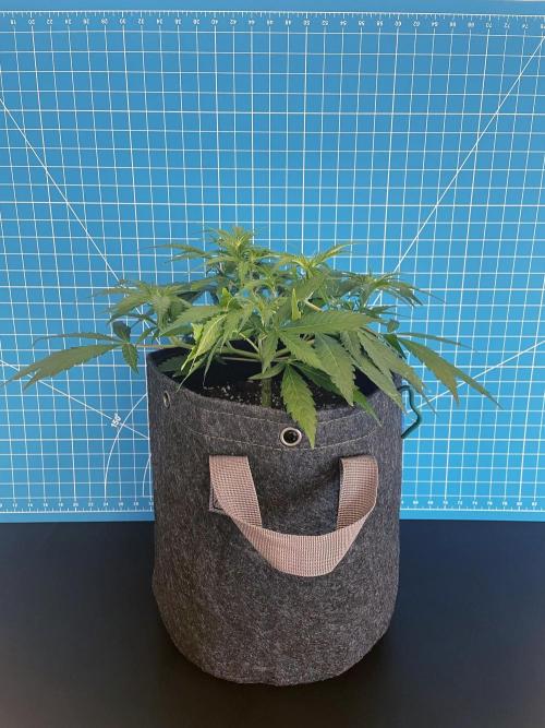 Lone Hyperion F1. Week 6 - Day 49