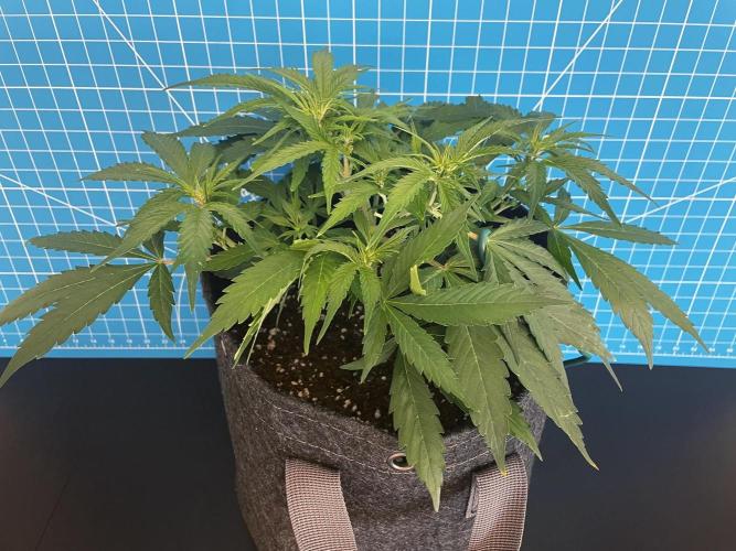 Lone Hyperion F1. Week 6 - Day 49