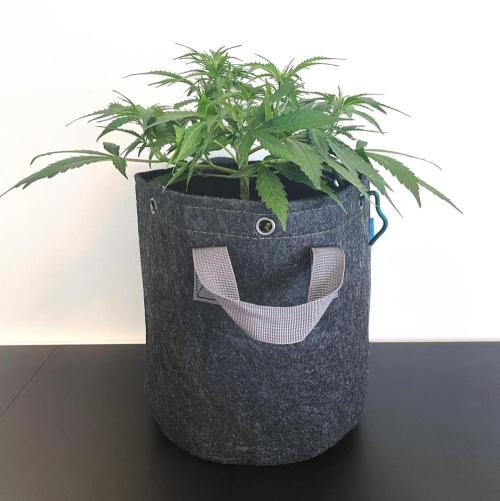 Lone Hyperion F1. Week 6 - Day 49