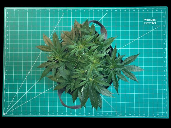 Lone Hyperion F1. Week 6 - Day 49