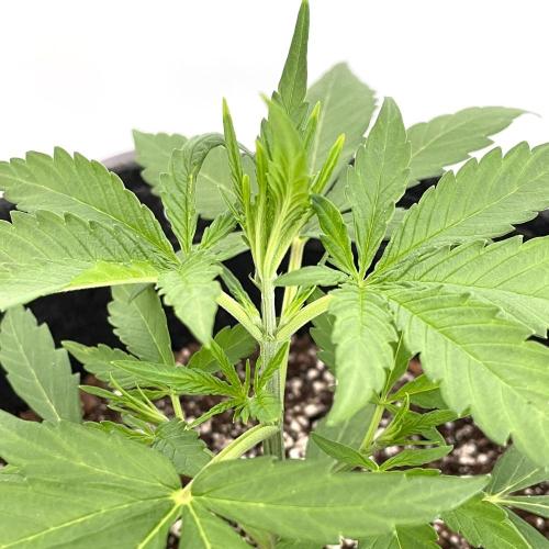 A Particular Orion F1. Week 2 - Day 19 (before topping)