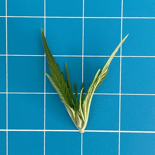 A Particular Orion F1. Week 2 - Day 19 (the removed top)