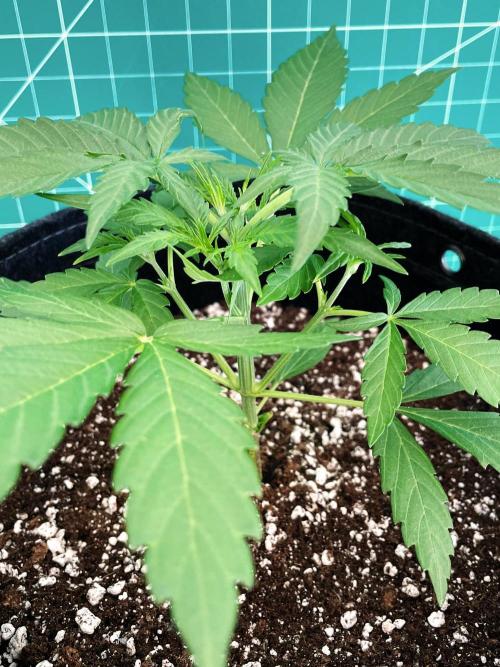 A Particular Orion F1. Week 2 - Day 21