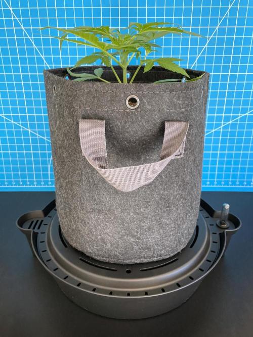 A Particular Orion F1. Week 2 - Day 21