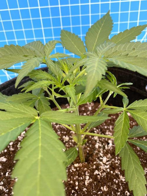 A Particular Orion F1. Week 2 - Day 21