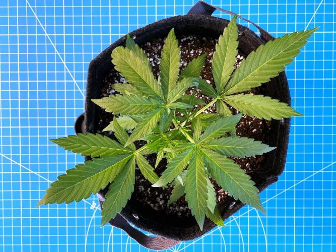 A Particular Orion F1. Week 2 - Day 21