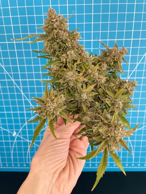 Medusa F1 #2: Direct in Final Fabric Pot. Week 12 - Day 92