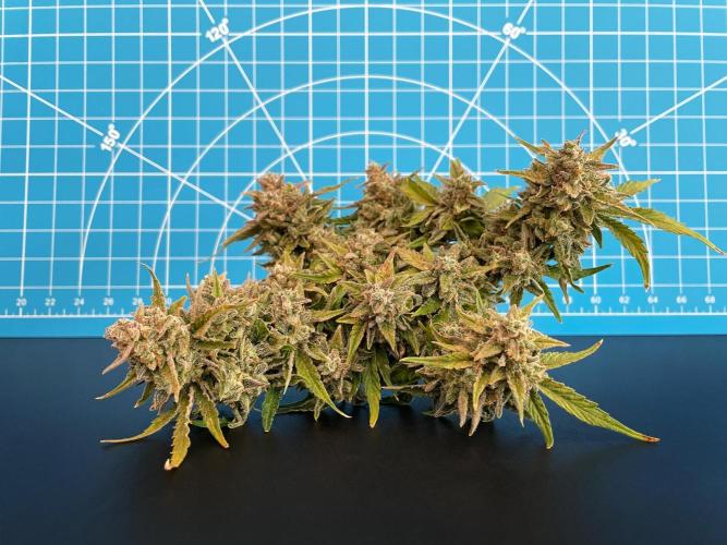 Medusa F1 #2: Direct in Final Fabric Pot. Week 12 - Day 92