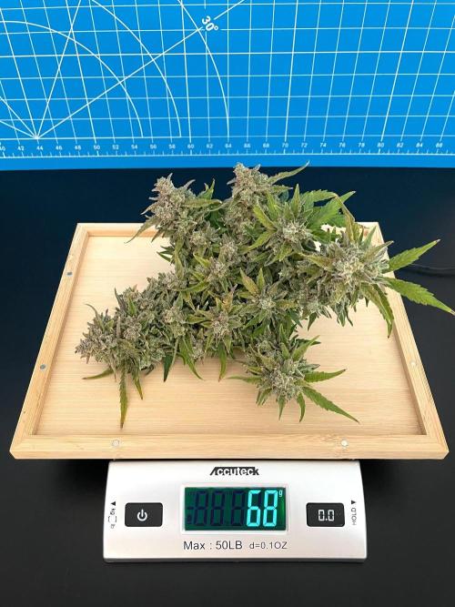 Medusa F1 #2: Direct in Final Fabric Pot. Week 12 - Day 92