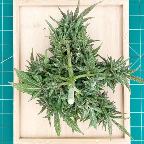 Medusa F1 #2: Direct in Final Fabric Pot. Week 12 - Day 92