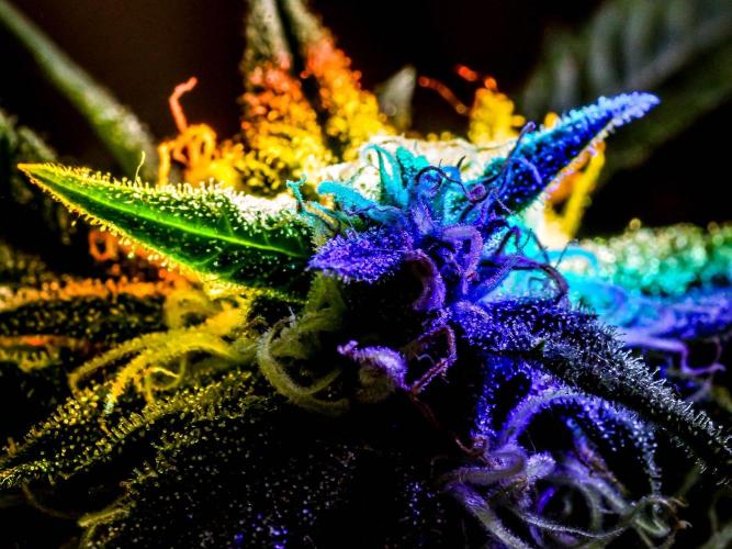 Medusa F1 #2: Direct in Final Fabric Pot. Week 12 - Close-up taken in the weeks prior to harvest 