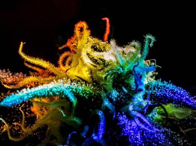 Medusa F1 #2: Direct in Final Fabric Pot. Week 12 - Close-up taken in the weeks prior to harvest