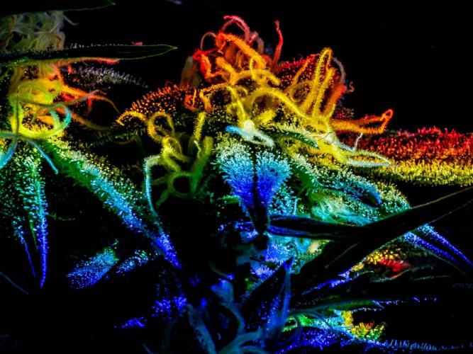 Medusa F1 #2: Direct in Final Fabric Pot. Week 12 - Close-up taken in the weeks prior to harvest