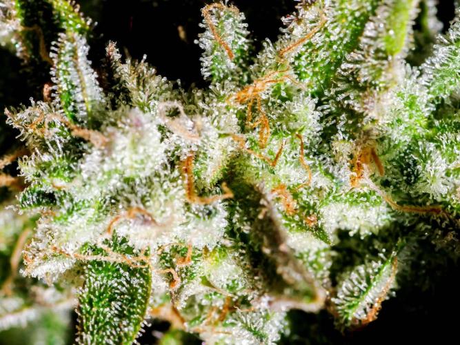 Medusa F1 #2: Direct in Final Fabric Pot. Week 12 - Close-up taken in the weeks prior to harvest