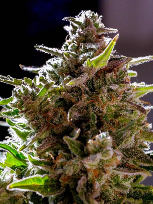 Medusa F1 #2: Direct in Final Fabric Pot. Week 12 - Close-up taken in the weeks prior to harvest