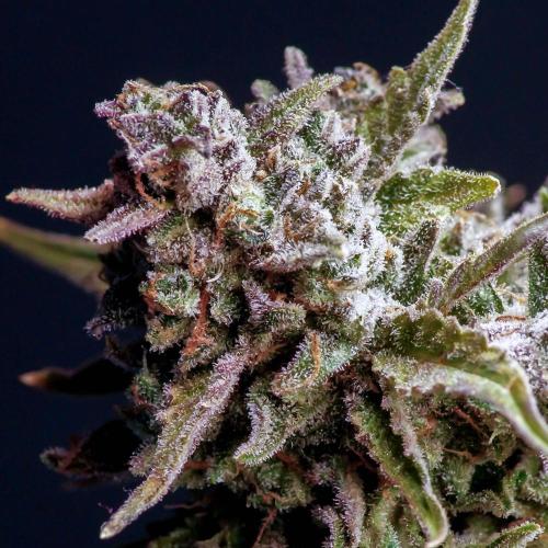 Medusa F1 #2: Direct in Final Fabric Pot. Week 12 - Close-up taken in the weeks prior to harvest