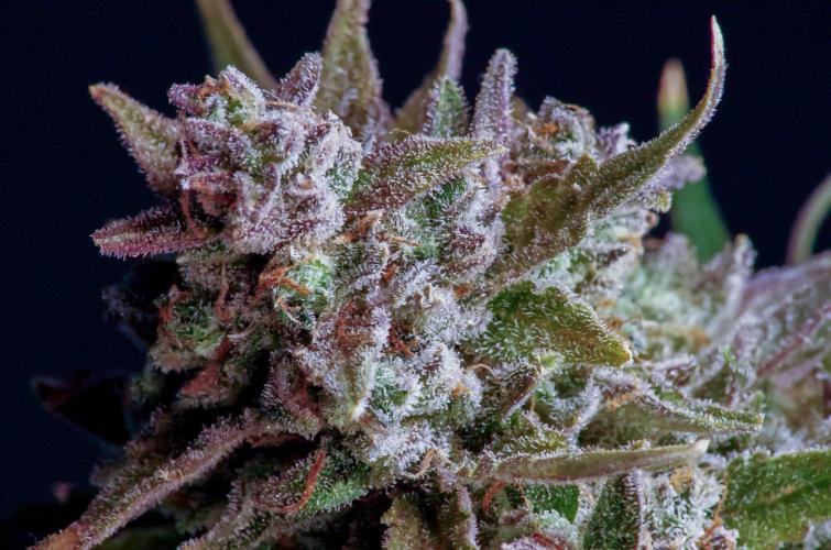 Medusa F1 #2: Direct in Final Fabric Pot. Week 12 - Close-up taken in the weeks prior to harvest